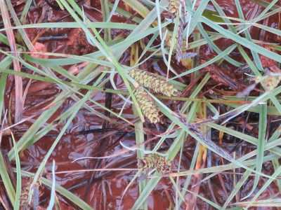 Carex flacca, photographed by Ricardo Lima