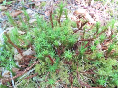 Polytrichum formosum, photographed by Anne Thomson