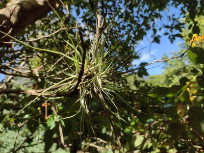 Tillandsia recurvata