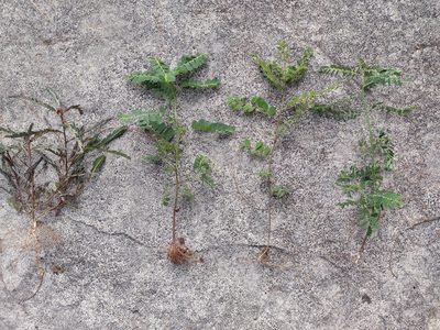 Phyllanthus urinaria, photographed by Kevin Faccenda