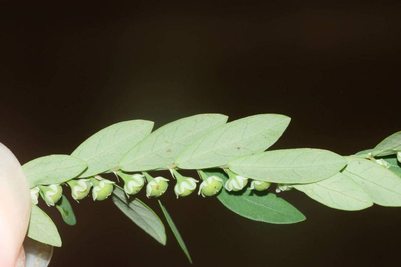 Phyllanthus debilis, photographed by Kevin Faccenda