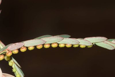 Phyllanthus urinaria, photographed by Kevin Faccenda
