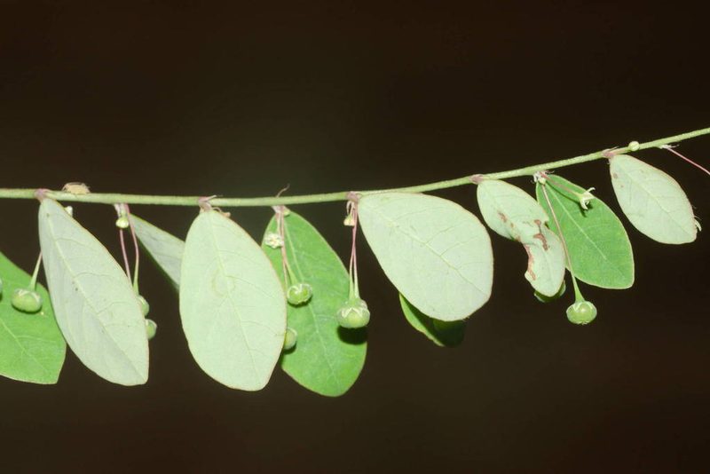 Phyllanthus tenellus, photographed by Kevin Faccenda