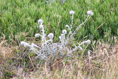 Cirsium occidentale, photographed by Wendy St. John