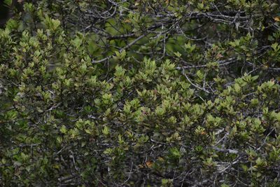 Phyllocladus aspleniifolius, photographed by Jon Sullivan