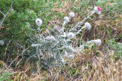 Cirsium occidentale, photographed by Wendy St. John