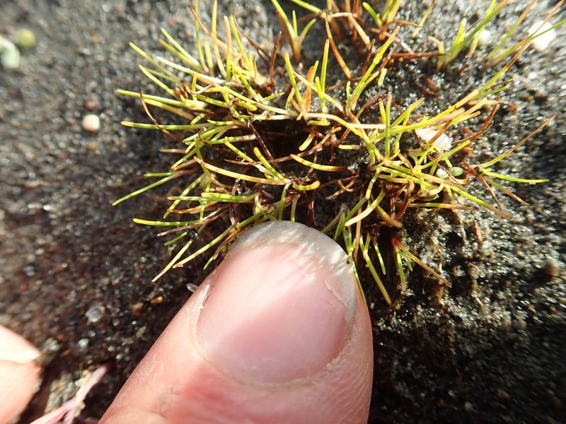 Isolepis basilaris, photographed by Arnim Littek