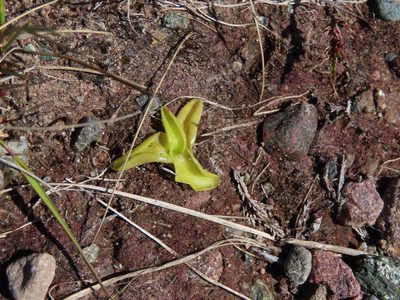 Pinguicula vulgaris, photographed by Anne Thomson