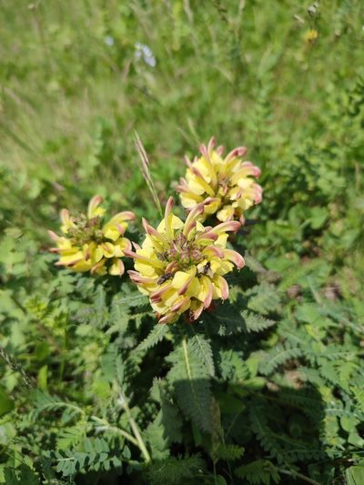 Pedicularis chroorrhyncha, photographed by Иван Ковтун Ivan Kovtun