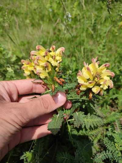 Pedicularis chroorrhyncha, photographed by Иван Ковтун Ivan Kovtun