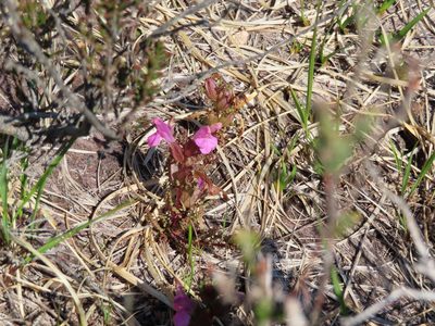 Pedicularis sylvatica, photographed by Anne Thomson