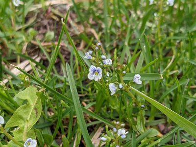 Veronica serpyllifolia, photographed by Todd Boland