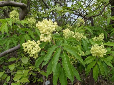 Sambucus racemosa, photographed by Todd Boland