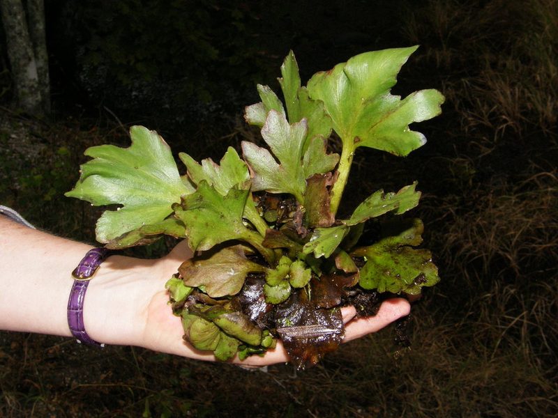 Ceratopteris pteridoides, photographed by Rafael Medina