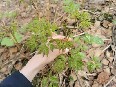 Aruncus dioicus, photographed by Валерия Ковалева