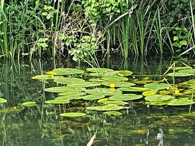 Nuphar lutea, photographed by Soulette
