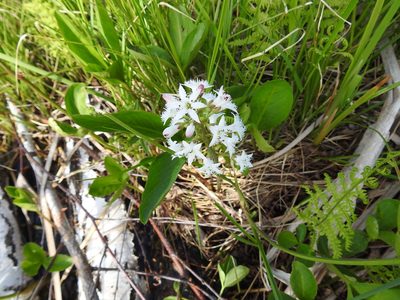 Menyanthes trifoliata, photographed by Ксения Волянская