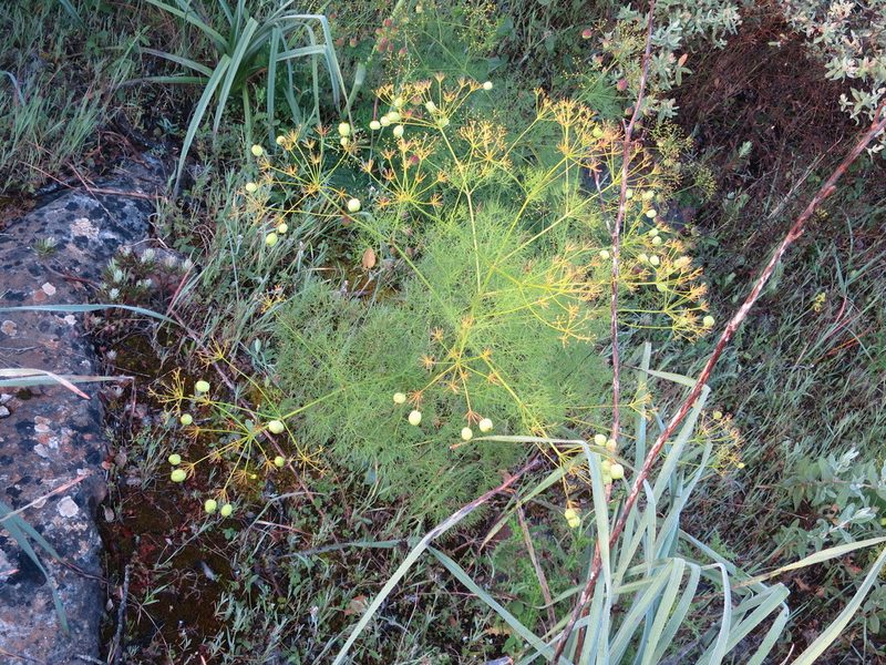 Prangos trifida, photographed by Ricardo Lima