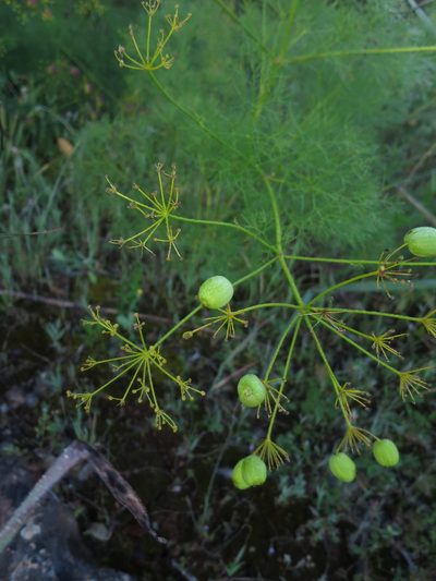 Prangos trifida, photographed by Ricardo Lima