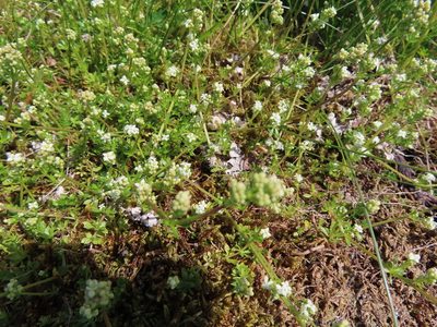 Galium saxatile, photographed by Anne Thomson