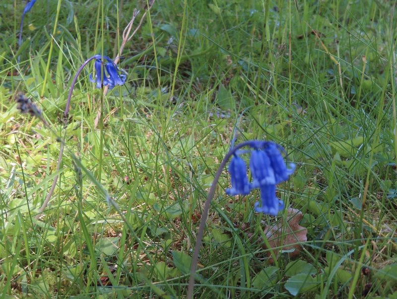 Hyacinthoides non-scripta, photographed by Anne Thomson