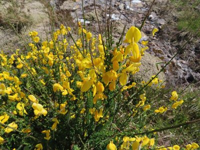 Cytisus scoparius, photographed by Anne Thomson