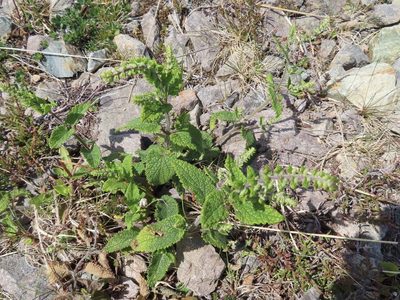 Teucrium scorodonia, photographed by Anne Thomson