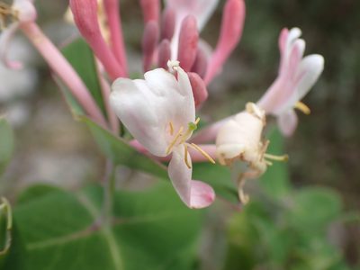 Lonicera implexa, photographed by luluchouette