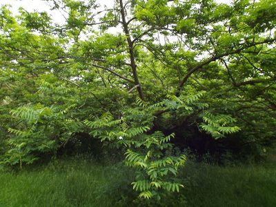 Pterocarya fraxinifolia, photographed by Charles Stirton