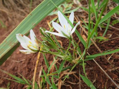Ornithogalum baeticum, photographed by Ricardo Lima