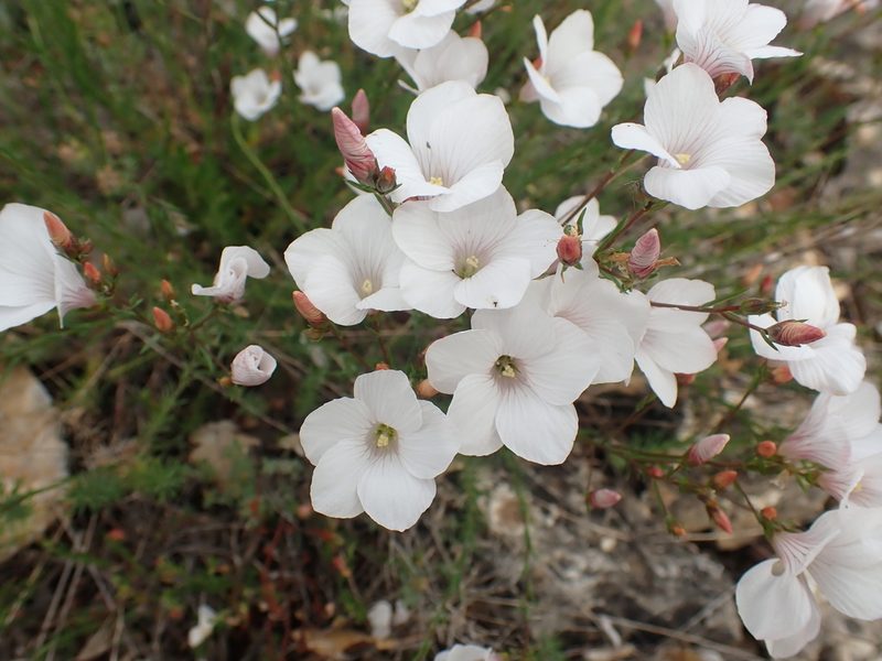 Linum appressum, photographed by luluchouette