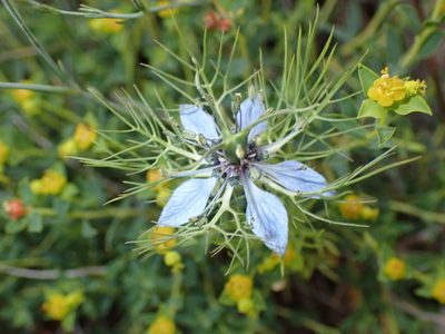 Nigella damascena, photographed by luluchouette