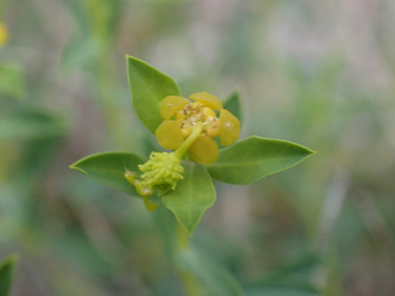 Euphorbia spinosa, photographed by luluchouette