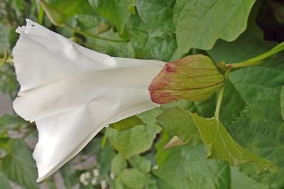 Calystegia silvatica, photographed by Charles Stirton