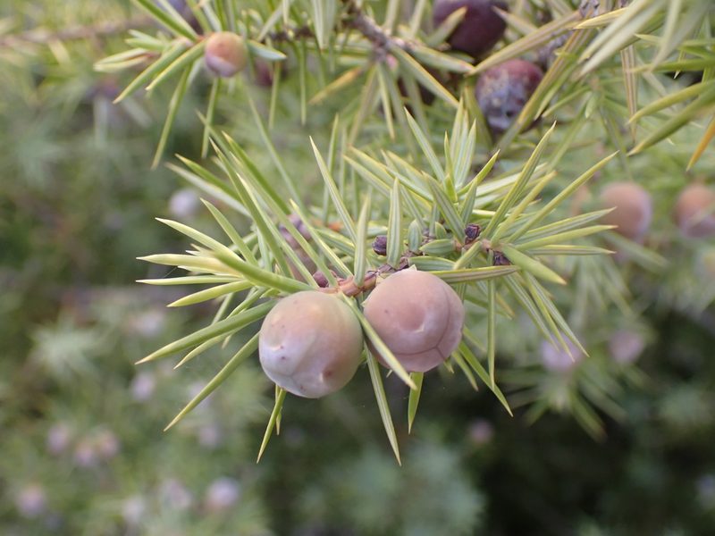 Juniperus oxycedrus, photographed by luluchouette
