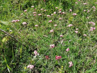 Antennaria dioica, photographed by Daniel Linzbauer