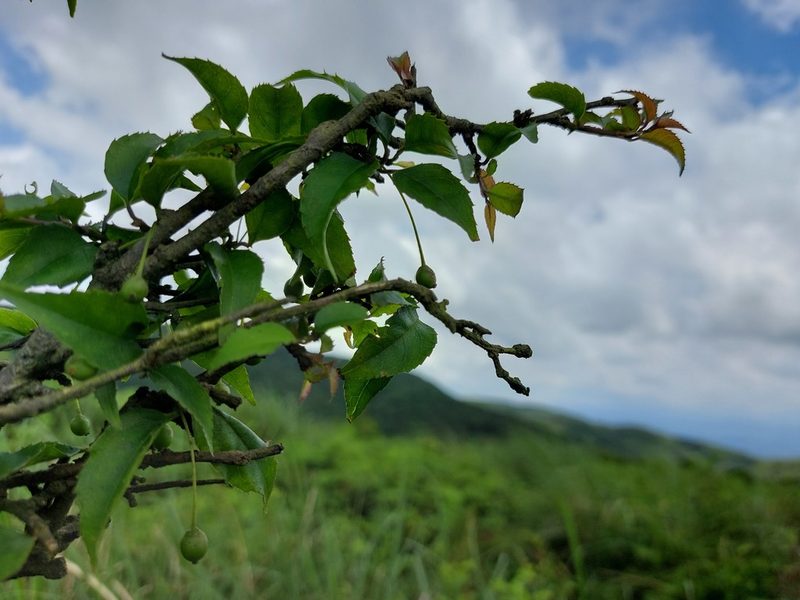 Ilex asprella, photographed by 胡正恆(Jackson Hu)