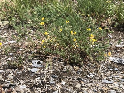 Hippocrepis comosa, photographed by Chiara Catalano