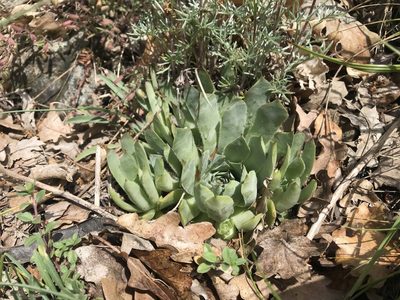 Sempervivum tectorum, photographed by Chiara Catalano