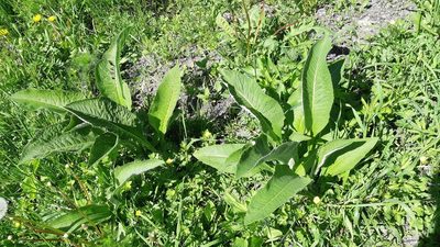 Inula helenium, photographed by Maria