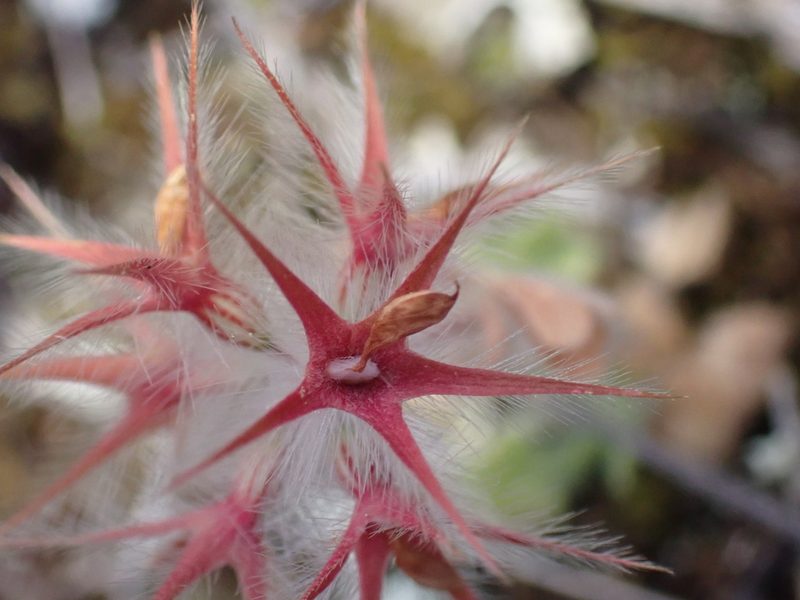 Trifolium stellatum, photographed by luluchouette