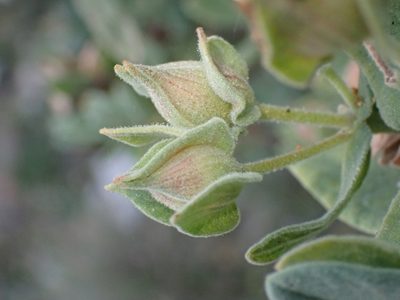 Cistus albidus, photographed by luluchouette
