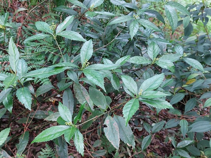 Sarcandra glabra, photographed by 胡正恆(Jackson Hu)