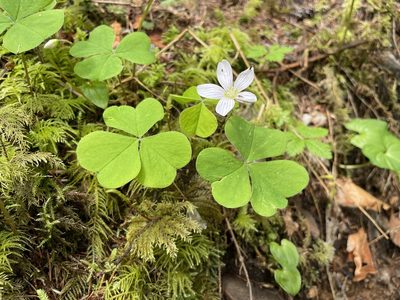 Oxalis oregana, photographed by Roger Rittmaster