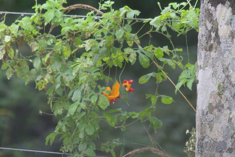 Momordica charantia, photographed by Fernando Sessegolo