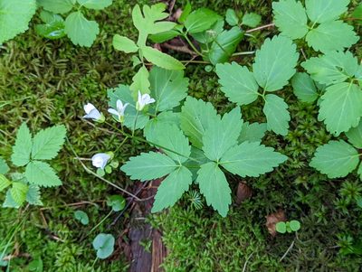 Cardamine diphylla, photographed by Alison Northup
