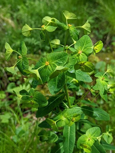 Euphorbia purpurea, photographed by Alison Northup