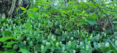Maianthemum canadense, photographed by samuellegresley