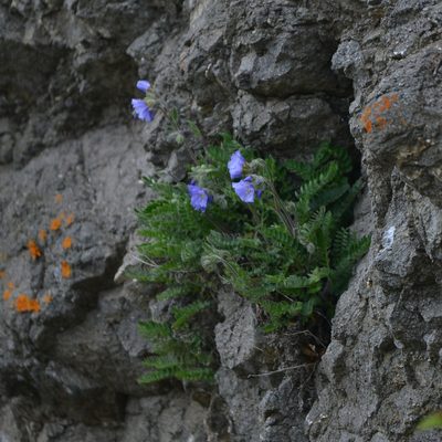Polemonium boreale, photographed by Валерия Ковалева