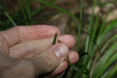 Lomandra confertifolia, photographed by Greg Tasney